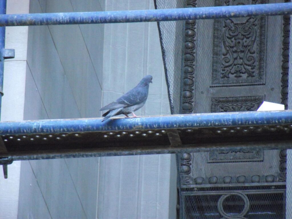 Being observed by a pigeon at the Johannesburg Library when installing bird netting