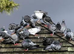 Feral pigeons