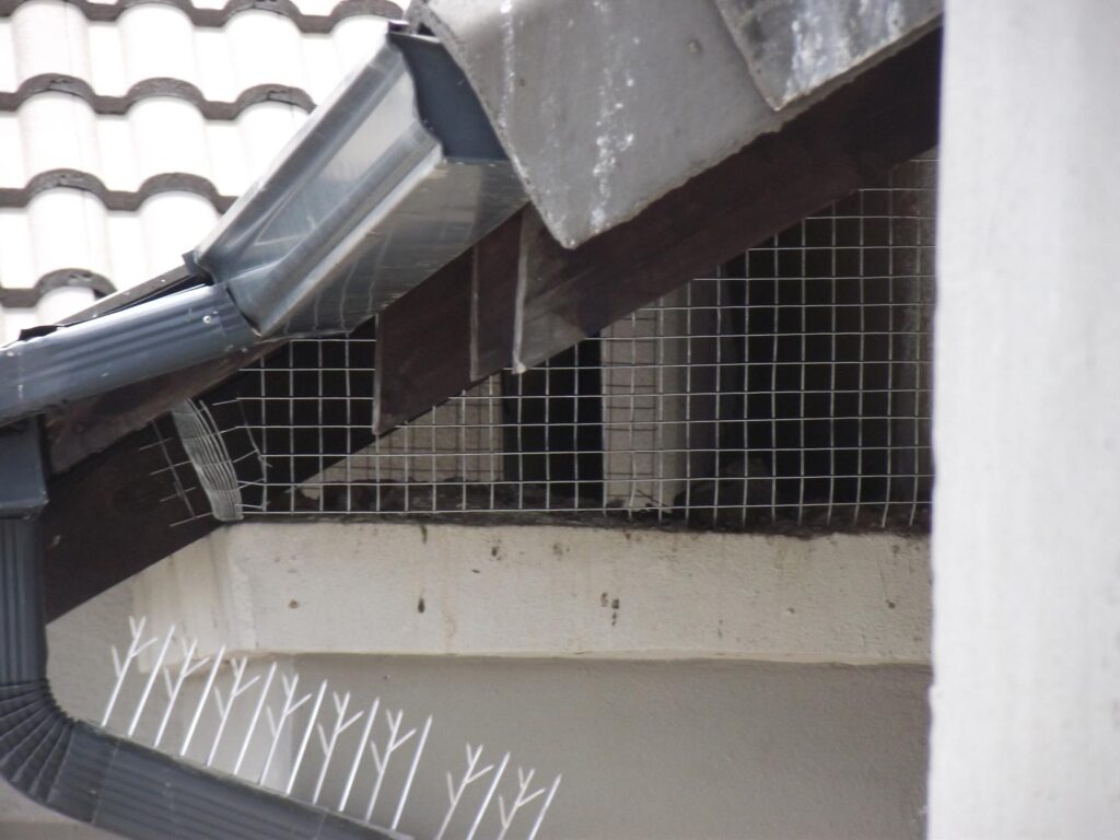 Galvanised wire mesh and bird spikes combination