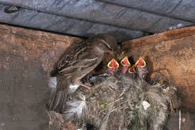 House Sparrow adult and chicks