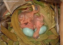 Indian Myna chicks