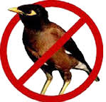 Stop Indian Mynas