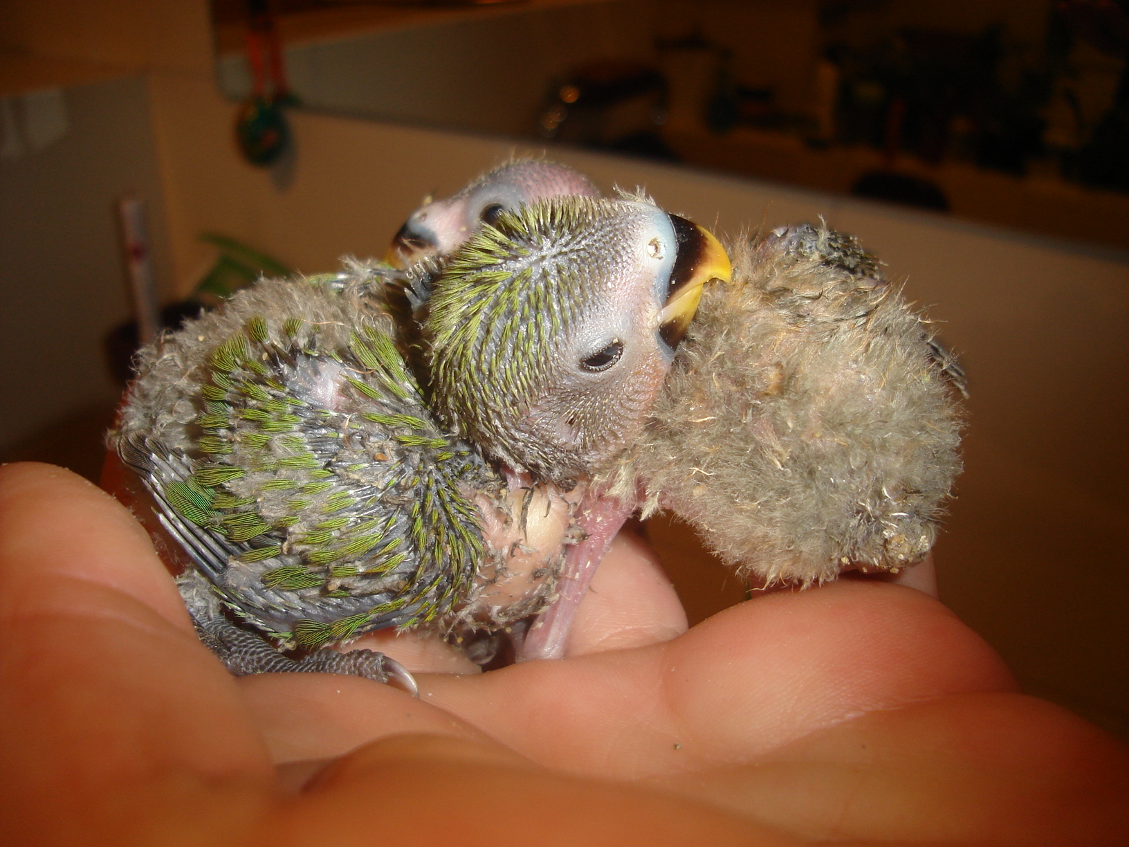 Wild Love Bird chicks